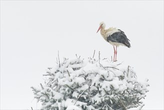 Pair of white storks in the middle of a snowstorm in their nest during the breeding season