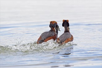 Adult pair of horned grebe