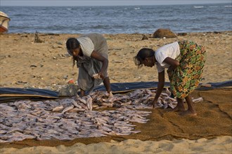 Spreading fish to dry on the beach in Negombo