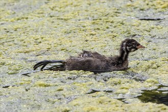 Downy young Little Grebe