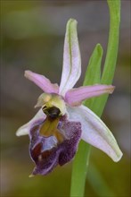 Elagantes elagant orchid