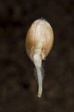 Germinating seed of winter wheat