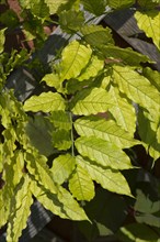 Chlorosis caused by iron deficiency on the leaves of a