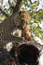 Leopard eats impala in a tree