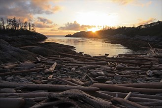 View of driftwood beach and temperate coastal rainforest at sunset