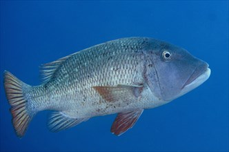 Two-spot red snapper