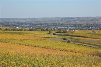 Landscape with vineyards and vines in autumn and view of Oestrich-Winkel with Rhine valley