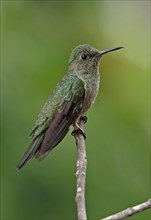 Scaly-breasted Hummingbird