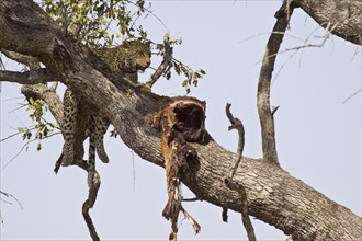 Pardusnian leopard leopards