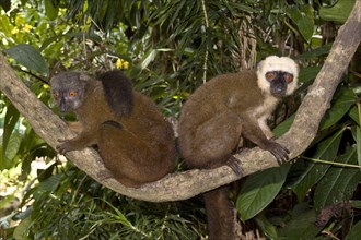 Lemur fulvus albifrons
