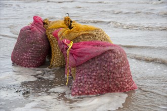 Bags of harvested cockles after picking from cockle beds