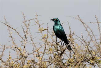 Cape Glossy-starling