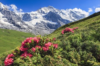 Jungfrau mit Alpenrosen