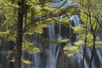 View of waterfall between trees