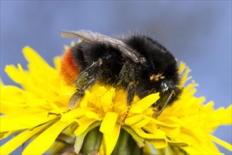 Great red-tailed bumblebee