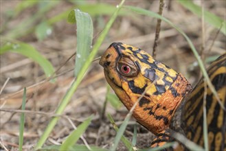 Eastern Box Turtle