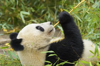 Giant Panda