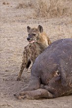 Spotted hyena