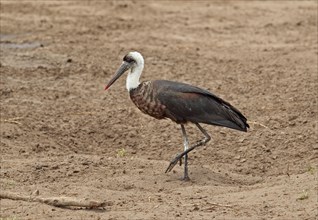 Adult Woolly-necked Stork