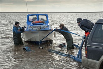 Licensed cockle pickers landing boat and unloading after picking from cockle beds
