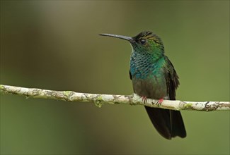 Red-footed Plumeleteer