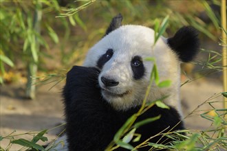 Giant Panda