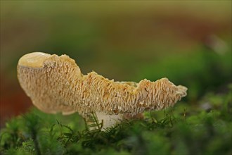 Semmel stubble fungus