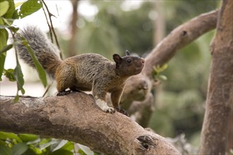 Guayaquil squirrel