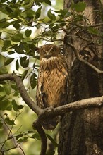 Wavy-breasted Fish-owl