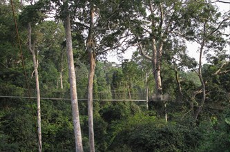 View of canopy walkway through tropical rainforest