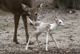 Leucistic White tailed Deer fawn with normal coloured female