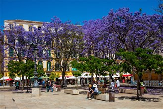 Plaza de la Merced with jacaranda trees and the birthplace of Pablo Picasso on the north-western side