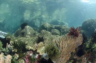 View of coral reef habitat