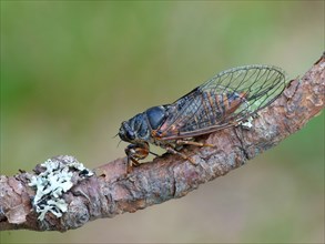 Mountain cicada