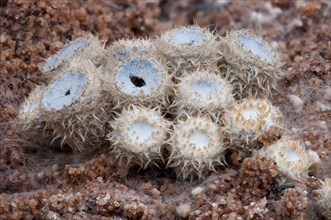 Fruiting body of the dung bird's nest fungus