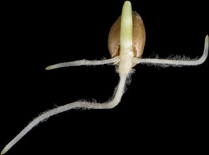 Germinating seed of winter wheat