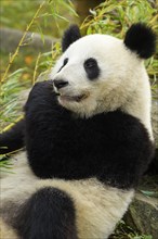 Giant Panda