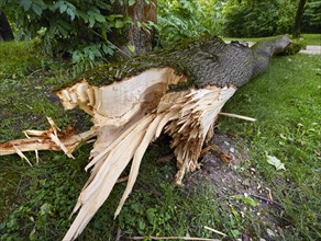 Fallen tree after heavy storm