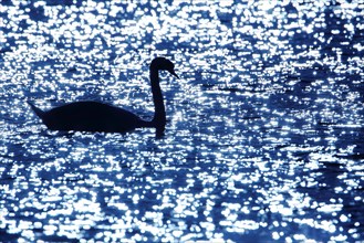 Silhouette of Mute Swan