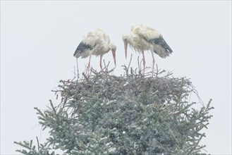 White stork pair standing in their nest amidst a snowstorm and looking anxiously at their brood