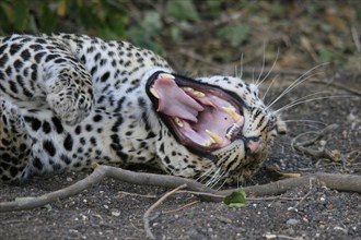 Pardus leopard niche leopards