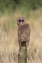 Hispaniola Barn Owl