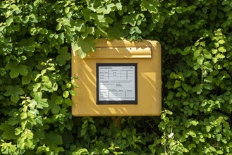 Letterbox in a hedge