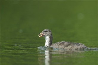 Juvenile swimming common coot