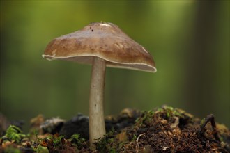 Fawn roof fungus