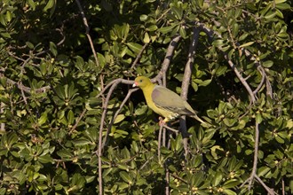 Red-nosed Green Pigeon