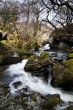 River cascades flowing around rocks
