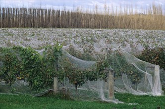 Vineyard with rows of vines covered with netting to protect them from bird damage
