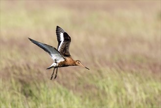 Flying Black tailed Godwit in summer plumage