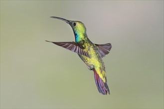 Green-breasted Mango